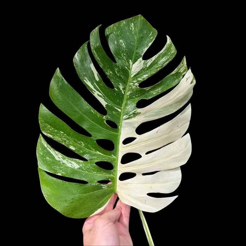 Variegated Monstera Albo Plant - Rare Indoor White Monstera Albo Borsigiana Plant - Albo Monstera