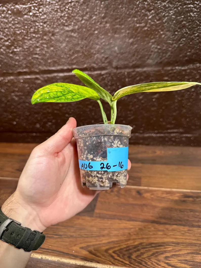 Variegated Monstera Peru in a 4" Nursery Pot