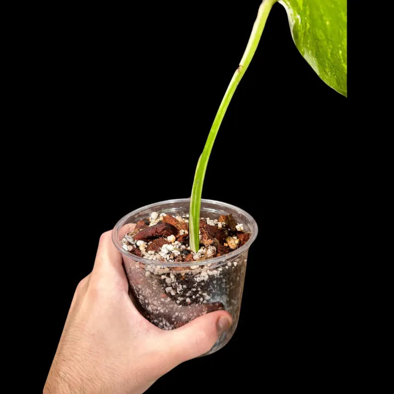 Rare Variegated Monstera Borsigiana Albo Plant - Rare Indoor White Monstera Albo