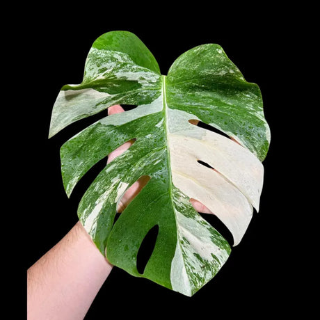Variegated Monstera Albo Borsigiana Indoor White Plant