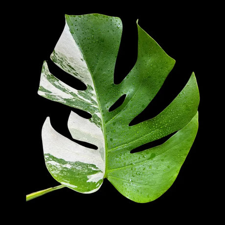 Rare Variegated Monstera Albo Borsigiana Indoor White Plant