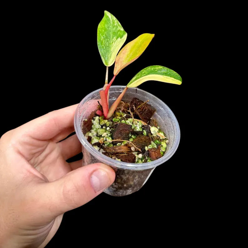 Variegated Philodendron Strawberry Shake in a Nursery Pot