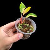 Variegated Philodendron Strawberry Shake in a Nursery Pot