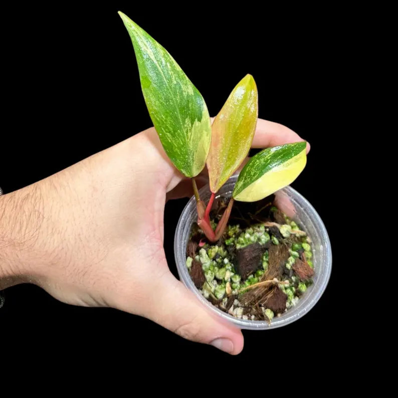 Variegated Philodendron Strawberry Shake in a Nursery Pot