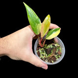 Variegated Philodendron Strawberry Shake in a Nursery Pot