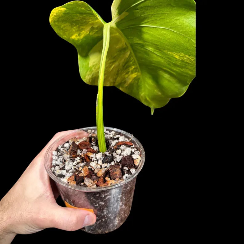 Monstera Aurea Variegated Borsigiana in a Nursery Pot - Monstera Marmota