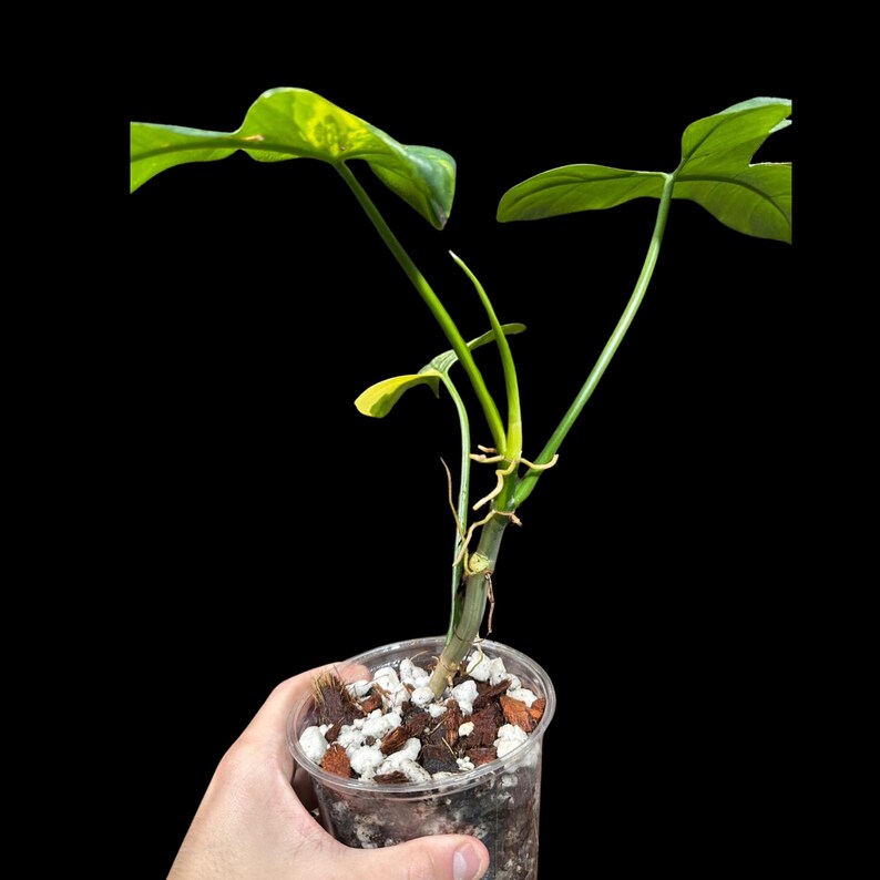 Variegated Philodendron Bipennifolium Plant in a Nursery Pot