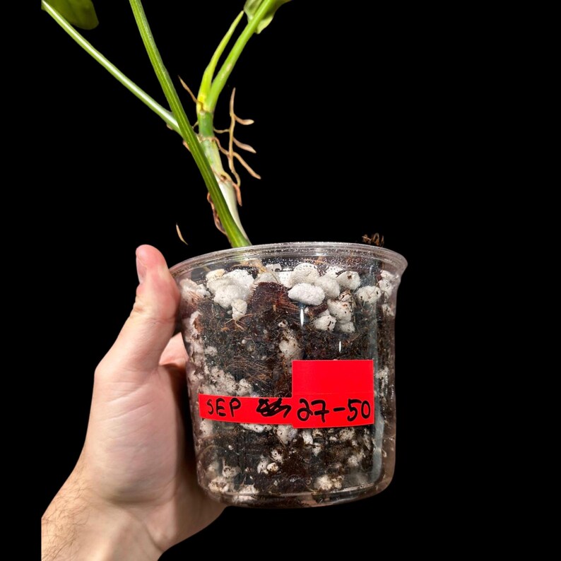 Variegated Philodendron Bipennifolium Plant in a Nursery Pot