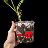 Variegated Philodendron Bipennifolium Plant in a Nursery Pot