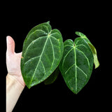 Anthurium Clarinervium Plant in a Nursery Pot - Live Anthurium Houseplant - Rare Aroids - Crystal Anthurium - Indoor Plant - US Seller