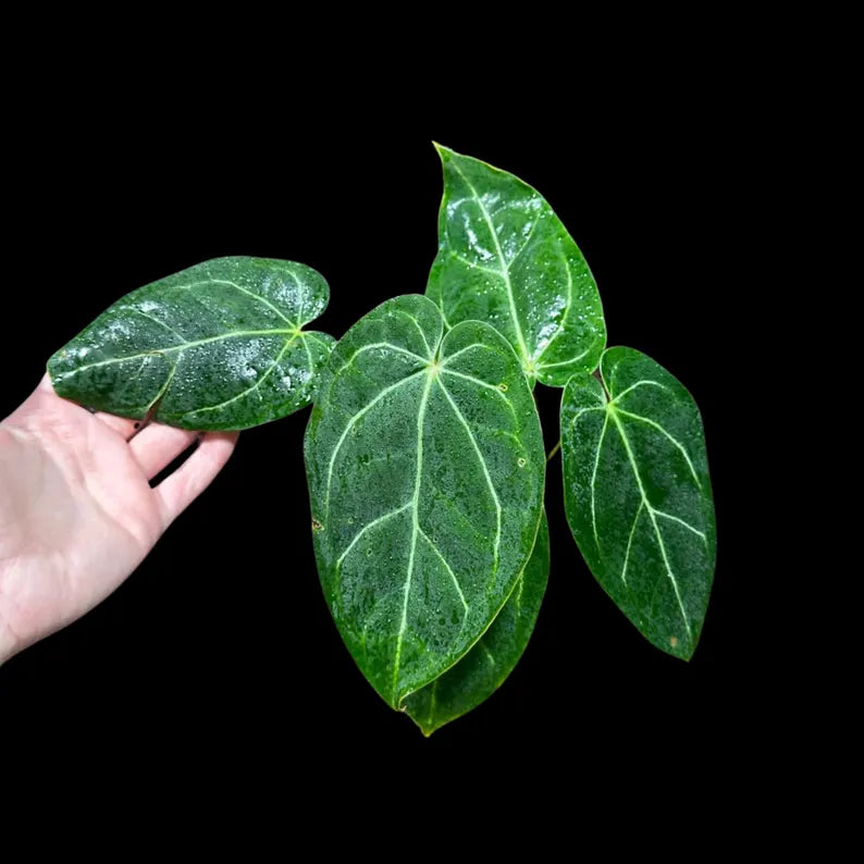 Anthurium Clarinervium Plant in a Nursery Pot - Live Anthurium Houseplant - Rare Aroids - Crystal Anthurium - Indoor Plant - US Seller