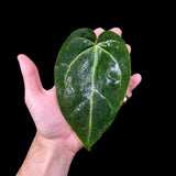 Anthurium Clarinervium Plant in a Nursery Pot - Live Anthurium Houseplant - Rare Aroids - Crystal Anthurium - Indoor Plant - US Seller