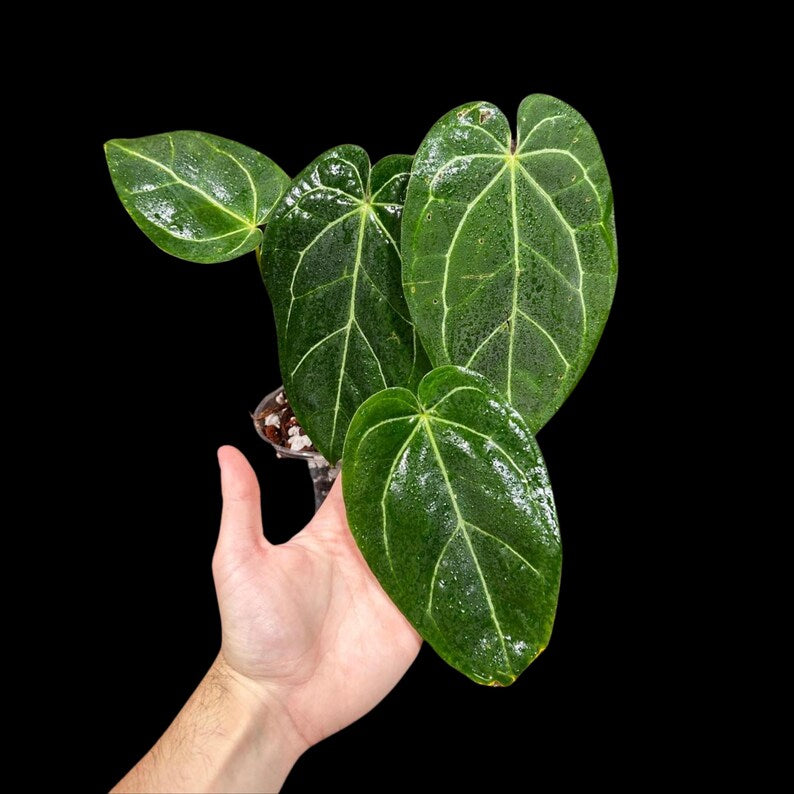 Anthurium Clarinervium Plant in a Nursery Pot - Live Anthurium Houseplant - Rare Aroids - Crystal Anthurium - Indoor Plant - US Seller