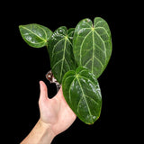Anthurium Clarinervium Plant in a Nursery Pot - Live Anthurium Houseplant - Rare Aroids - Crystal Anthurium - Indoor Plant - US Seller