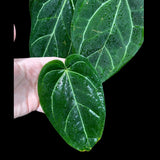 Anthurium Clarinervium Plant in a Nursery Pot - Live Anthurium Houseplant - Rare Aroids - Crystal Anthurium - Indoor Plant - US Seller