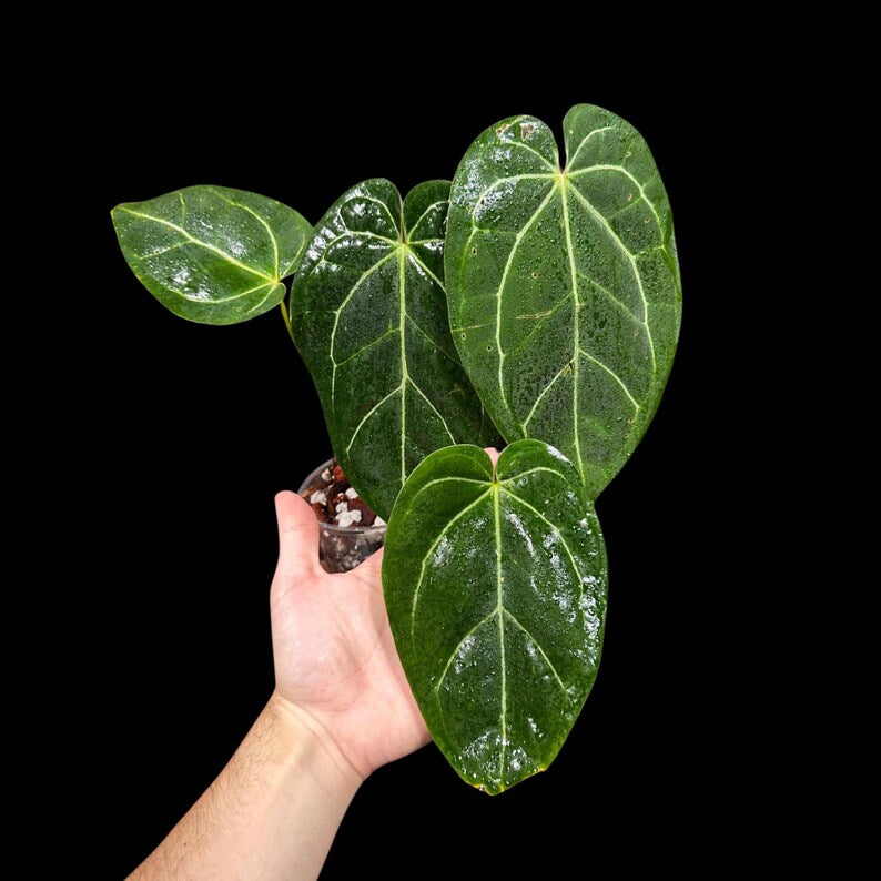 Anthurium Clarinervium Plant in a Nursery Pot - Live Anthurium Houseplant - Rare Aroids - Crystal Anthurium - Indoor Plant - US Seller