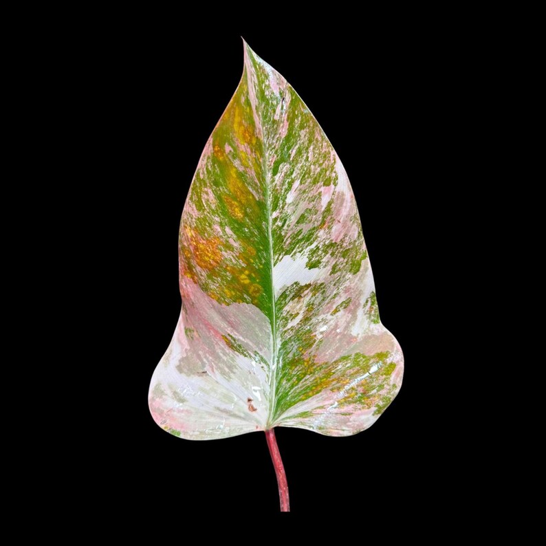 Variegated Philodendron Strawberry Shake in a Nursery Pot - RARE Collector Potted Plant