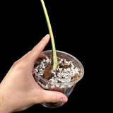 Variegated Monstera Albo Borsigiana Plant - Rare Indoor White Monstera Albo Borsigiana Plant