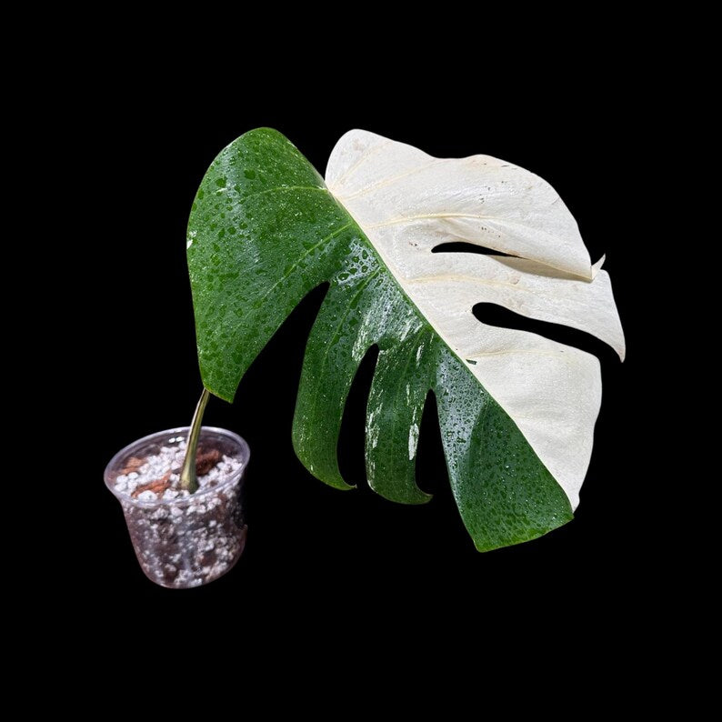 Variegated Monstera Albo Borsigiana Plant - Rare Indoor White Monstera Albo Borsigiana Plant