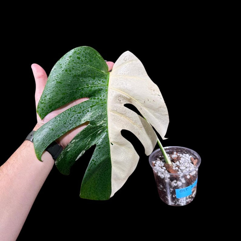 Variegated Monstera Albo Borsigiana Plant - Rare Indoor White Monstera Albo Borsigiana Plant