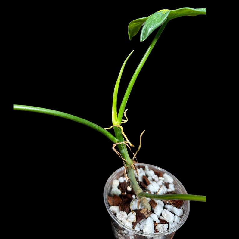 Variegated Philodendron Bipennifolium Plant in a Nursery Pot