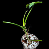 Variegated Philodendron Bipennifolium Plant in a Nursery Pot
