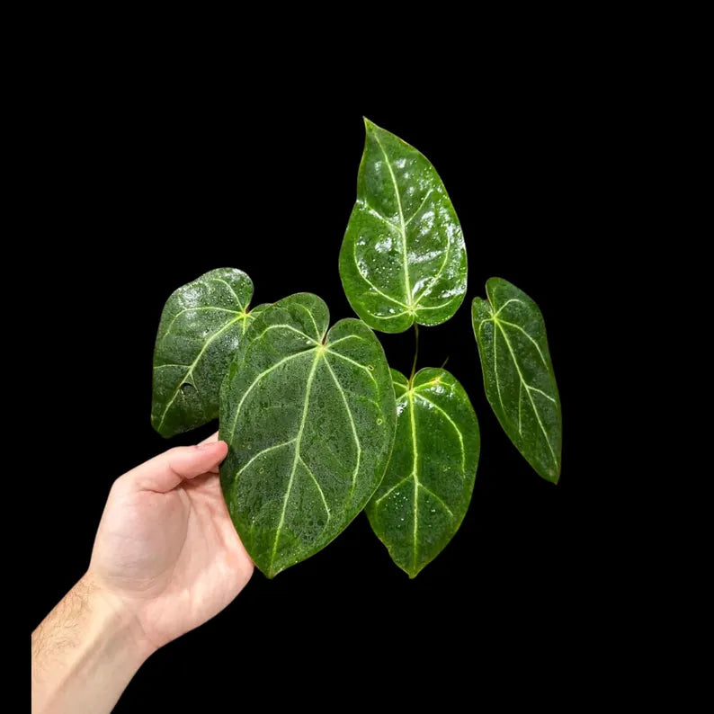 Anthurium Clarinervium Plant in a Nursery Pot - Live Anthurium Houseplant - Rare Aroids - Crystal Anthurium - Indoor Plant - US Seller