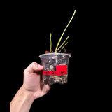 Anthurium Clarinervium Plant in a Nursery Pot - Live Anthurium Houseplant - Rare Aroids - Crystal Anthurium - Indoor Plant - US Seller