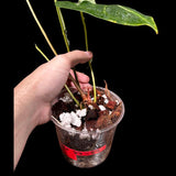 Anthurium Clarinervium Plant in a Nursery Pot - Live Anthurium Houseplant - Rare Aroids - Crystal Anthurium - Indoor Plant - US Seller