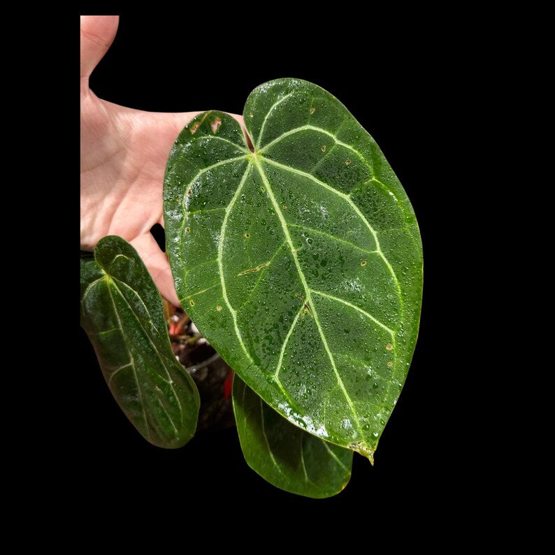 Anthurium Clarinervium Plant in a Nursery Pot - Live Anthurium Houseplant - Rare Aroids - Crystal Anthurium - Indoor Plant - US Seller