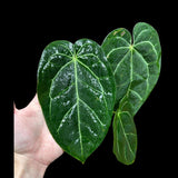 Anthurium Clarinervium Plant in a Nursery Pot - Live Anthurium Houseplant - Rare Aroids - Crystal Anthurium - Indoor Plant - US Seller