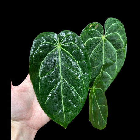 Anthurium Clarinervium Plant in a Nursery Pot - Live Anthurium Houseplant - Rare Aroids - Crystal Anthurium - Indoor Plant - US Seller