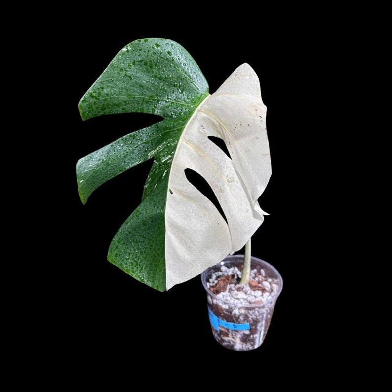Variegated Monstera Albo Borsigiana Plant - Rare Indoor White Monstera Albo Borsigiana Plant