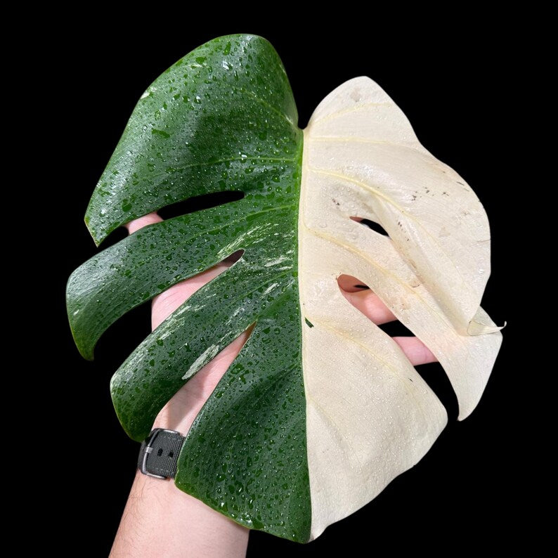 Variegated Monstera Albo Borsigiana Plant - Rare Indoor White Monstera Albo Borsigiana Plant
