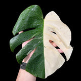 Variegated Monstera Albo Borsigiana Plant - Rare Indoor White Monstera Albo Borsigiana Plant