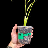 Monstera 'Burle Marx Flame' Plant in a Nursery Pot - Monstera Dilacerata