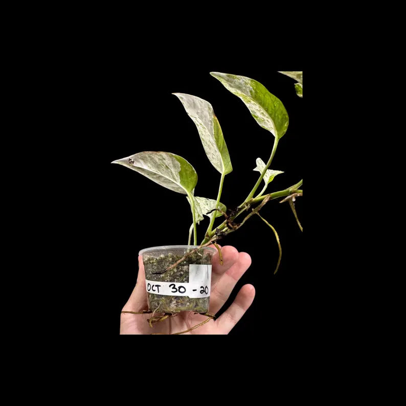RARE Epipremnum Pinnatum Albo Variegated Plant in a Nursery Pot