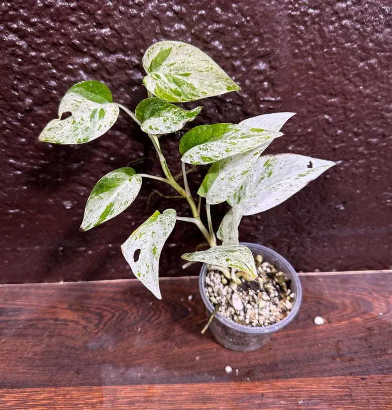 RARE Epipremnum Pinnatum Albo Variegated Plant in a Nursery Pot