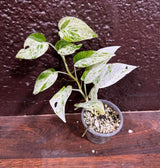 RARE Epipremnum Pinnatum Albo Variegated Plant in a Nursery Pot