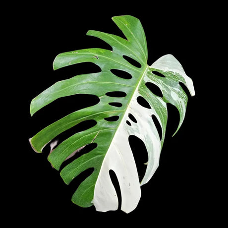 Variegated Monstera Albo Borsigiana Plant - Rare Indoor White Albo Monstera