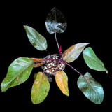 RARE Philodendron Orange Marble Princess in a Nusery Pot