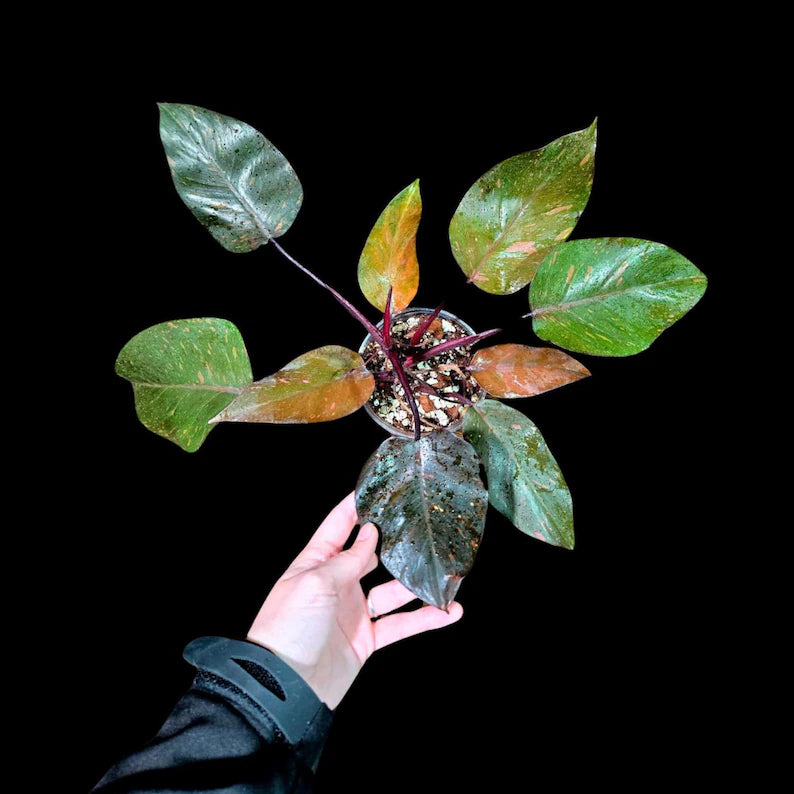 RARE Philodendron Orange Marble Princess in a Nusery Pot