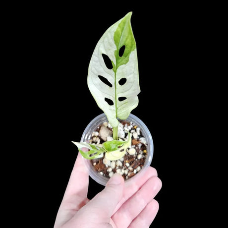 High Variegated White Monstera Adansonii Albo in a Nursery Pot - Swiss Cheese Potted Plant