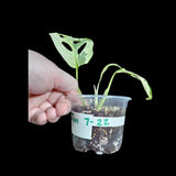High Variegated White Monstera Adansonii Albo in a Nursery Pot