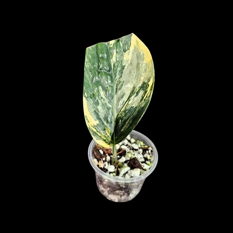 Variegated Monstera Peru in a Nursery Pot | Live Rare Houseplants