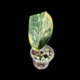 Variegated Monstera Peru in a Nursery Pot | Live Rare Houseplants