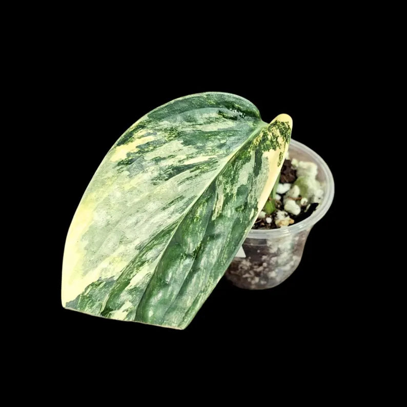 Variegated Monstera Peru in a Nursery Pot | Live Rare Houseplants