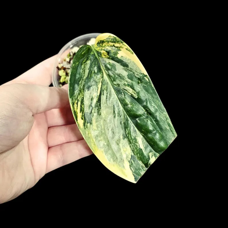 Variegated Monstera Peru in a Nursery Pot | Live Rare Houseplants