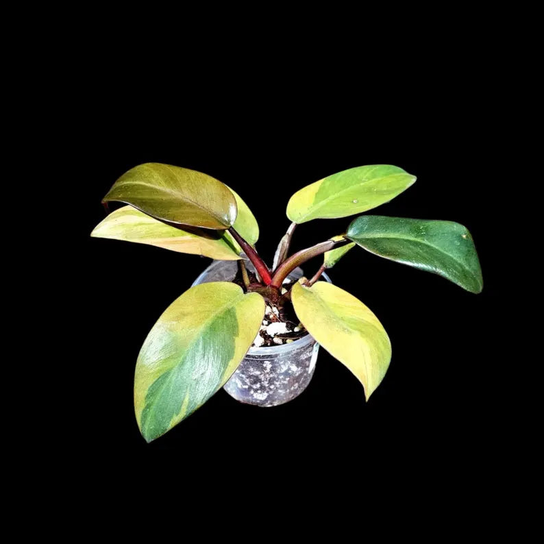 Variegated Black Cardinal Philodendron in a Nursery Pot - EXTREMELY Rare Collector Plant