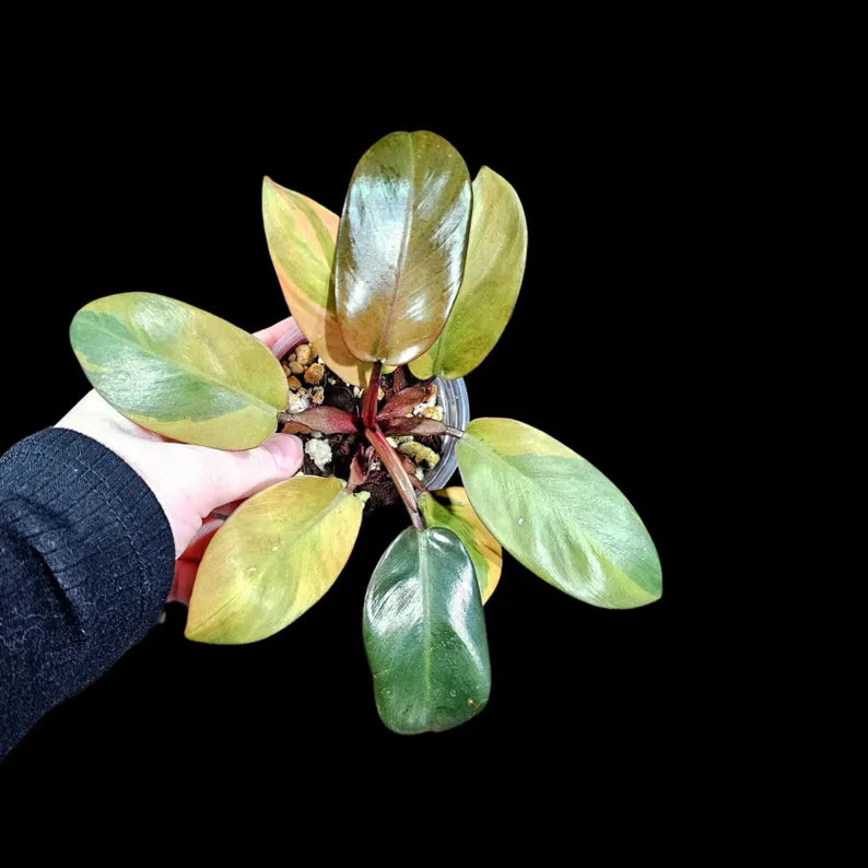 Variegated Black Cardinal Philodendron in a Nursery Pot - EXTREMELY Rare Collector Plant